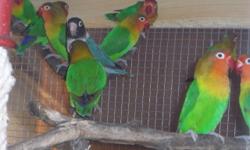 Some very nice yellow fischer lovebirds available now. Only 80 dollars each.