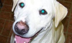 Yellow Labrador Retriever - Sarpedon - Large - Young - Male
Sarpedon is a 2 year old yellow lab mixed breed male. He is a sweet boy who would love his very own family.
CHARACTERISTICS:
Breed: Yellow Labrador Retriever
Size: Large
Petfinder ID: 24296155