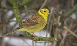 Yellowhammer bunting available for sale. One male available, price $295.
For more information call 718-777-2473 or visit our store at:
24-09 41st street, Astoria, NY-11103
NO shipping - sorry!
Business Hours:
Mon.- Sat. 11.30 am-7.00pm
Sunday Closed