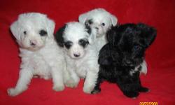 Hi
Beautifull litter
2 little girls...1st 2 pics
2 little boys...last 2 pics..
They will have
1st puppy shots
1st set of wormings
and be started on crate training
and papertraining...
Before going home : )
A deposit will hold your pick
thank you
READY