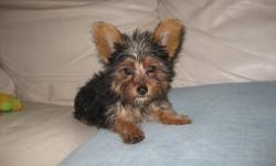 Born 3/20/13 yorkie girl 3.5 pounds now will be about 6 pounds full grown. Vet checked ,shots ,dewormed and tail docked active and loves to play she is the last puppy and looking for a good home. JUST REDUCED PRICE FROM $850
call janet @ 1(845) 298 0030