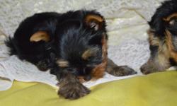 Yorkie pups available ....blk/ tans,Partis,chocolates,rare gold dust....oct- x- mas.Champion / pet lines.genetic. Profiling done....All pups will have there shots, dewormed ,guarenteed.any interest please call/ email.breeder of over 25 years.