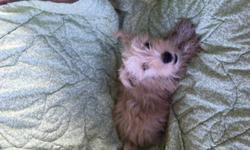 Snorkie pup golden yorkie mixed 1girl Snorkie pup dob 5/10/16 vet checked dewormed 1st 5 way parvo shot tails doc asking $450. almost 9 weeks call only 607 382 5461