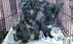 I have 2 solid black yorkiepoos mix , boy & girl breeding pairs , they are just over a year old contact me for more info if you're serious $800 for both