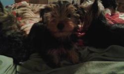 Two female yorkies for sale. 13 weeks old. Purebred with papers, 1st shots, puppy pad trained. Parents on site. Text 716-548-4831