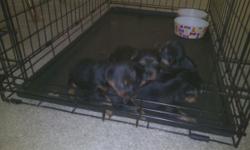 I have 5 Yorkie puppies 3 females 2 males. They are NOT TEACUPS. They will weigh anywhere from 7 to 12 pounds. They will have first shots and vet visit. I require a non refundable deposit of $150 to hold a puppy till they are ready to go August 26th.