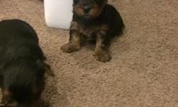 Hi I'm selling my yorkie puppy's there pure breed mom is 4.5 pounds dad is 4 pounds I have three puppy's for sale 2 girls and a boy there 3 months old
Dogs have
Pedigree
Rabbies shot
Distemper shot
Parbo shot
5in1
This ad was posted with the eBay