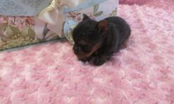 Yorkie pups,Esquisite [both sizes] little doll faced cuties.Champion lines/pet.Breeder of alomost 28yrs. 3 generations of genetic profiling. Pups are ready now - Pups are very well socialized,vet ckd ,shots and dewormed.Call for more info or email for