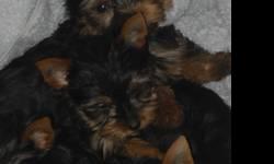 Yorkie pups,exsquiste champion lines doll faced babies.3 generations of genectically profiled and comes from English,candian ,us champion lines.Tails and dewclaws have been done ,pups will be vet ckd,shots and dewormed.They have gorgeous coats.We have