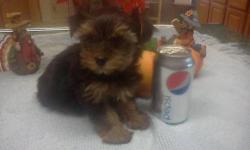 Yorkie tiny male puppy ckc registered. Charting weight is 4 pounds as adult . Will come with health certificate from vet ,shots, wormed. For more info or to see puppy please contact Desiree at 315-778-0301 Thanks
