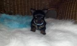 Yorkie tiny male puppy ckc registered charting 4 pounds as adults . Will come with health certificate from the vet, shots, wormed. Puppy will be ready May 8th depending on size and a $100 deposit will hold till then for more info please contact Billy at
