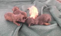 Yorkiepoo pups".Little darlings " Ready end of feb.Pups will have there vet cks,shots and dewormings.Pups are very well socialized and i have been breeding for along time. 1 f ,3 ms,blk/tan blk mixed with tan ,tan/apricot,.For additional info and picks