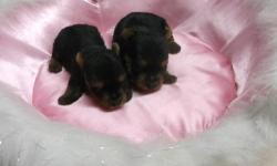 Yorkie puppies ,champion lines,sire has been genectically profiled.All pups are vet ckd,shots,dewormed and are very well socialized. we also work with the potty training.Breeder of almost 28yrs. 1male ready dec 15th.other litter ready Jan 20th. Will hold