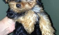 9 weeks old toy Yorkies male / female , utd with all shots , registration papers . Ready to go today very playful and lovable , great with kids , and pets call or text me @ 347-620-4991
Semi wee - wee pad trained