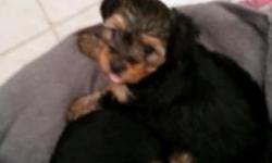 Born 6/28/2016
Sex: male
Breed: Yorkshire Terrier
He has an unlocked tail
Sweet , loving and smart
Mom is 5 lbs and dad is 6.