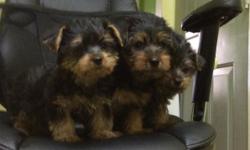 I currently have two male 100% purebred Yorkshire terrier. They are small and cute. They are Vaccinated and dewormed. These pups are beautiful and will make great pets.
You can contact me at (917-995-5476) call or text for more information.
Dog Training