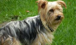 Yorkshire Terrier Yorkie - Autumn - Small - Adult - Female - Dog
Autumn is a Yorkie rescued from a puppy mill. She is 5 years old and is learning what it's like to live in a home and be a dog. She is a big girl at about 12 pounds, not one of those tiny