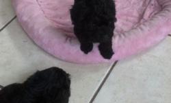 Male and females. Playful huggable and ready for new homes. Mom is akc poodle and dad is akc Yorkshire terrier.first shots and first worming. Little dolls!!