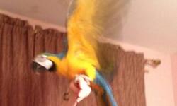 She is very sweet, family oriented bird.Loves company.She will help you to do the dishes or read the newspaper.She is funny.She likes to talk, to walk around the house, to play with my other pets.
My mother, who has an astma, is coming to live with