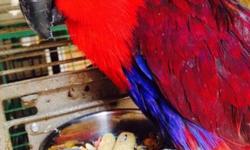 Beautiful fully feathered 3 year old female Eclectus available to a fantastic home. I rescued and took her in as a foster until she got back in shape from the bad situation she came from, and now it's time for her to find her forever home! She is