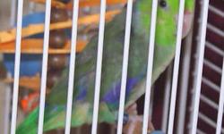 Young male green parrotlet. Was parent raised and is not tame. Green with blue under wings. Has some yellow by his butt. Will not ship, pick up only.