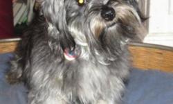 1 yr old male Havanese. utd on shots with papers.gets along with all.If interested in adopting please email