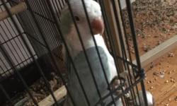 I have one pallid-Ice blue quaker that is now 5-6 months old. This bird was handfed and very friendly. Now it's not friendly anymore but with some work can be a great pet after a few weeks. The original price was $400. Asking $275 now.
I have a blood