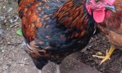 I have a 6 month gorgeous black rooster that I've raised since he was a chick. He's a beautiful bird with a fantastic temperament. He's been raised around chickens, people and even children and shows great signs of being very docile. He's been raised on a